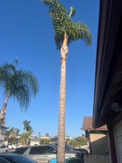 Palm Tree