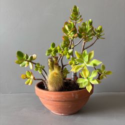 Live Jade Cactus Plant Succulent Mix Garden Terracotta Pot Low Maintenance