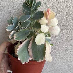 Variegated Succulent Plant, In 6 Inch Pot Pick Up Only