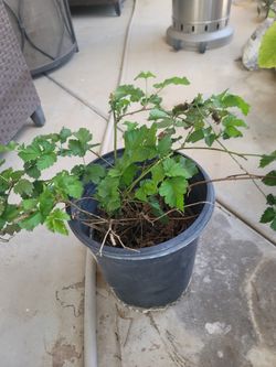 Big Black Berry Bush