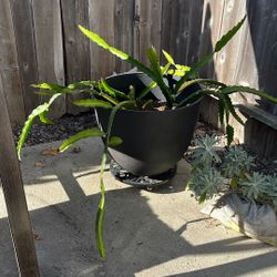 Dragonfruit With Pot And Roller
