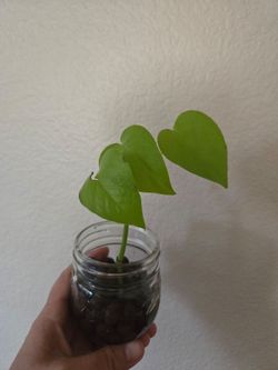 Live Plant 💚 Neon  pothos rooted in leca