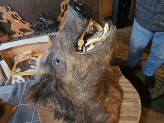 Boar Head Taxidermy Wall Mount