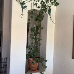 Monstera Plant For Sale