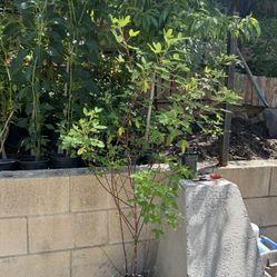 Plantas De Orégano Yerbabuena Menta Mejorana Tomillo Cola De Caballo Epazote Albacar Romero Ruda Te De Limón Savila 