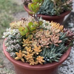 Succulent Plants and Arrangements in Covina