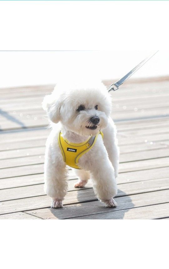 AIITLE Soft Mesh Dog Harness and Leash Set for Walking