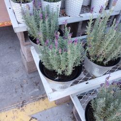 5 Gal Spanish Lavender 