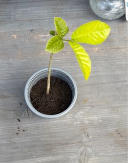 Ackee fruit tree( A1)