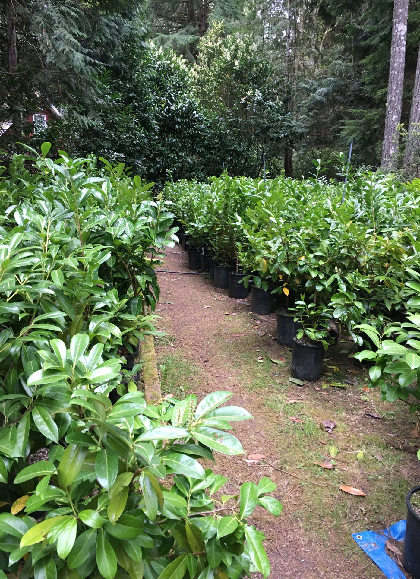 English Laurel