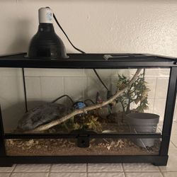 10 gallon tank 