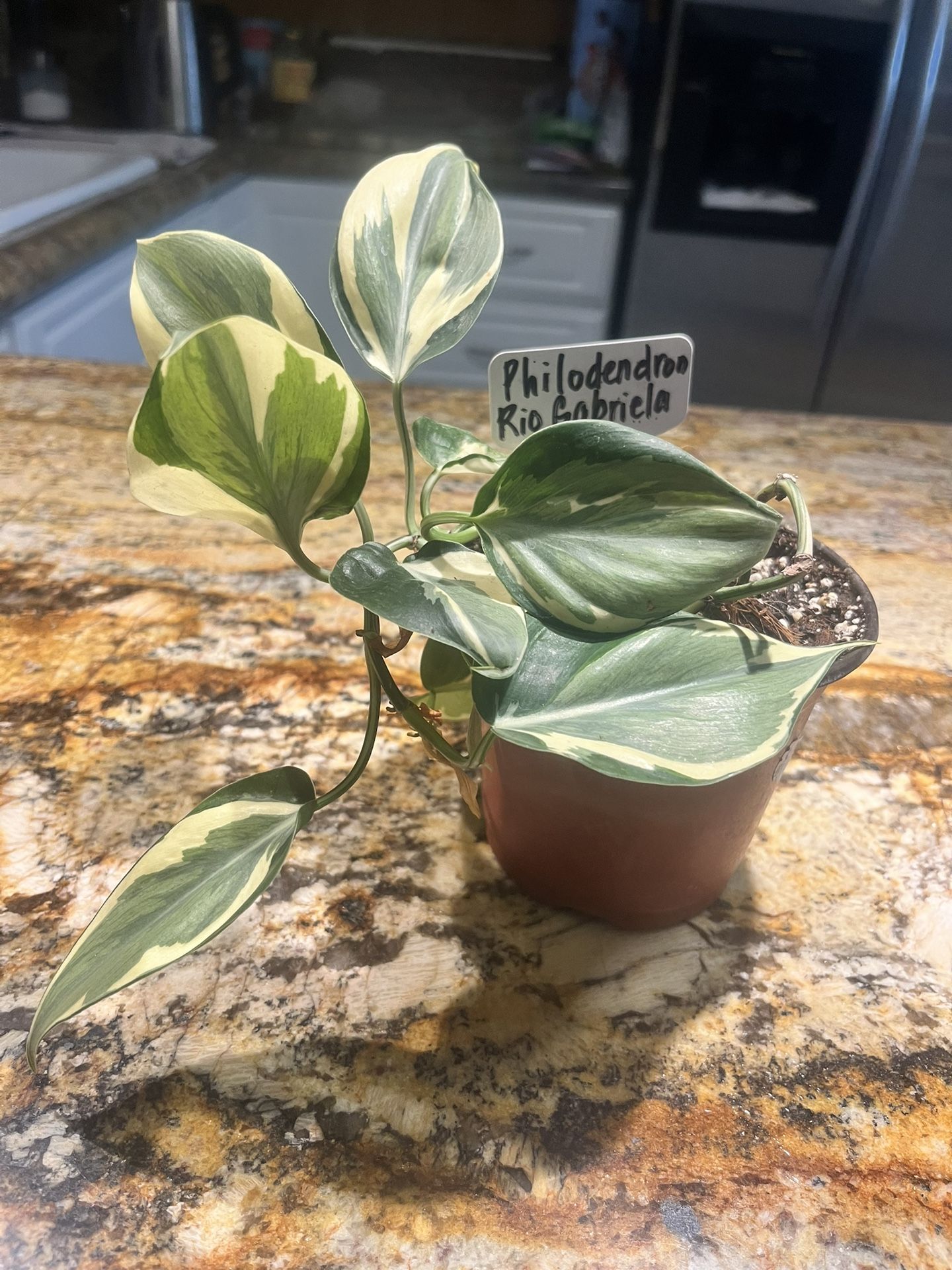 Philodendron Rio Gabriela “Gabby” Exact Plant