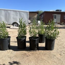 Hop Seed Bush (Dodonea Viscosa) 5 Gallon $15 Each 