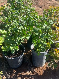 Jade plants