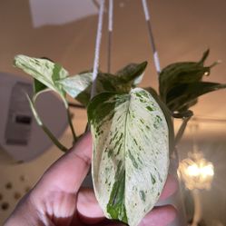 Pothos Plant 