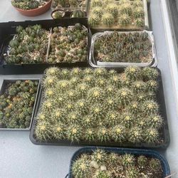 Golden Barrel Cactus 