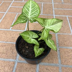 Arrowheadw Plant 🪴 