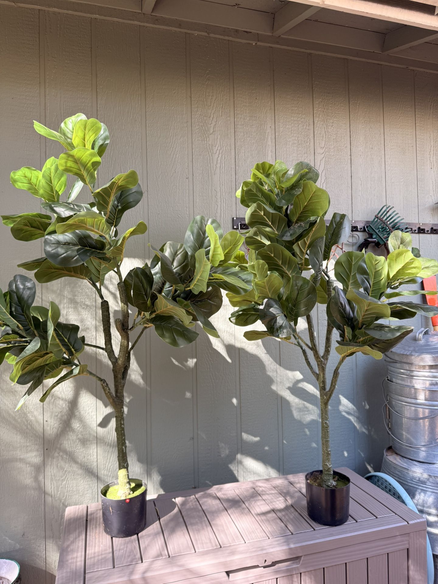 2 4’ Fig Trees, Can Be Unassembled