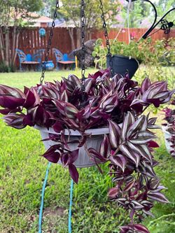 Tradescantia Plant Hanging Baskets