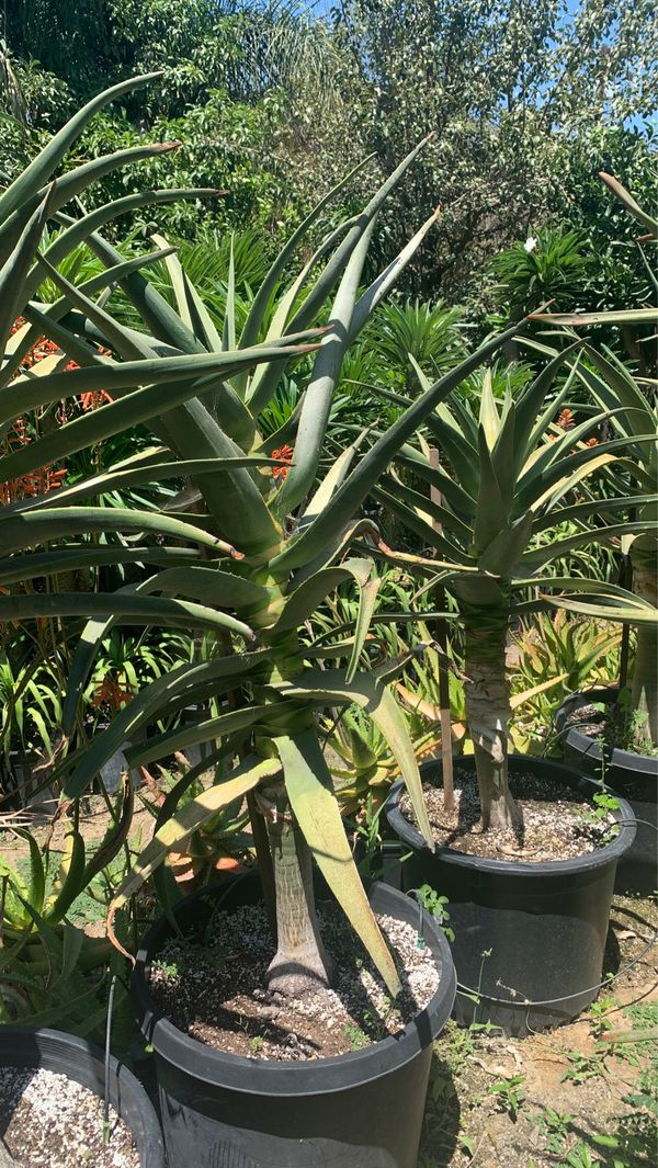 Aloe Hercules 15 gallon pots for Sale in La Puente, CA OfferUp