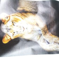 Copy Of A Painting Of A Tiger Signed By The Artist On Canvas 50 Bucks