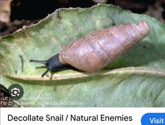 Natural snail hunters