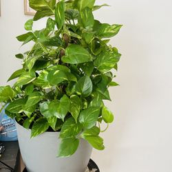 Large Vine Golden Pothos Houseplant Live Plant in Pot Home Decor - 1 available
