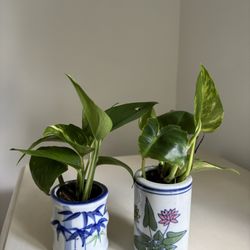 2 Zen Style Plants In Oriental Ceramic Mini Pot 