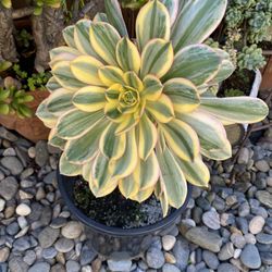 Aeonium Sunburst