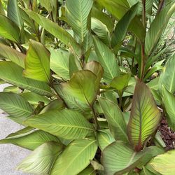 Cannas Perennial Plants (3 For $20) Read Description Below)