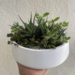 Succulents Arrangement 
