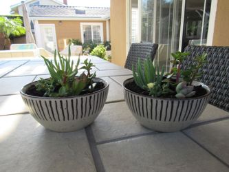 Pair Of Tan/Brown Pattern Garden Pots With Succulents