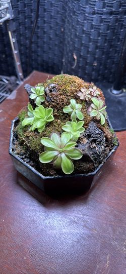 Small Carnivorous Table Plant