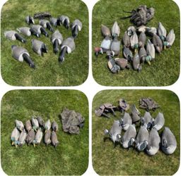 Waterfowl Decoys Lot 53 total. 31 Full body Ducks, 12 shell/ 8 full body and 2 geese+ 4 Decoy Bags
