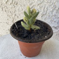 3 Inch Pot Succulent Plant - Rare Delosperma Echinatum - Pickle Plant Variegated - Rooted & Stablished - Drought Resistant 🪴