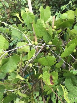 Grape tree with full os grapes.