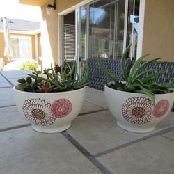 Pair Of Beige Flower Print Garden Pots With Succulents 