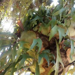 Stag Horn Over 30 Years Old