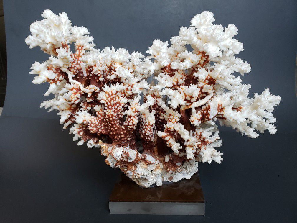 Beautiful Real Coral Display Piece