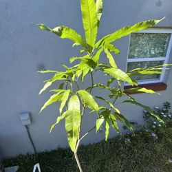 Mango Tree