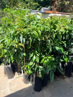 Hass Avocado 🥑 Tree