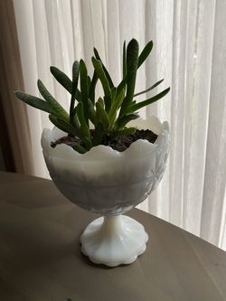 Plant $25