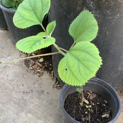 * Ramie leaves for Vietnamese cake -   Cây Lá Gai 10$