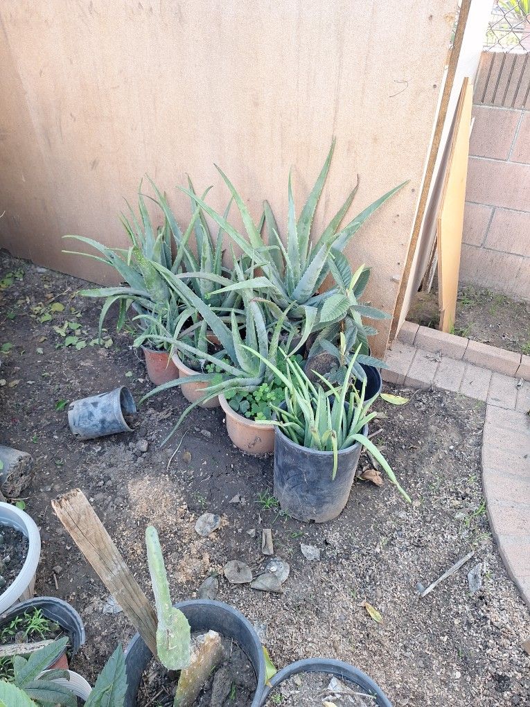 Planta De Savila Diferentes Precios