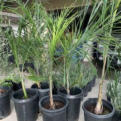 Queen Palms Olive Hibiscus Succulent Lavender Sweet Pea 