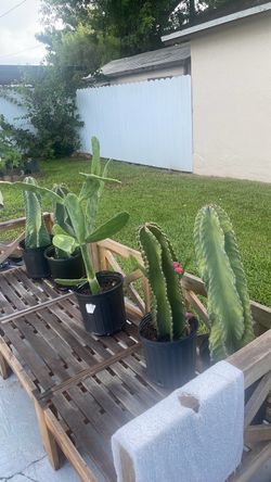 Plantas cactus