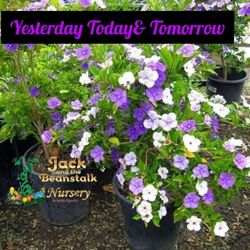 Yesterday Today And Tomorrow  Flowers Plant Blooming Now 