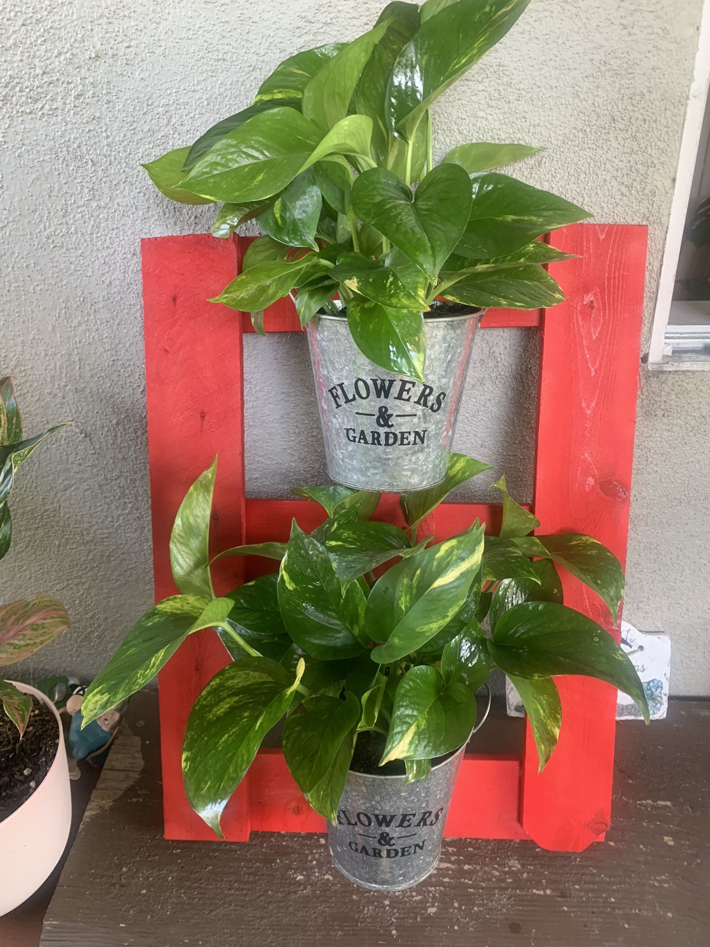 Pothos Plants De Indoor Con Base De Madera Grande 