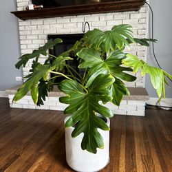 Plant With Pot (both Together)