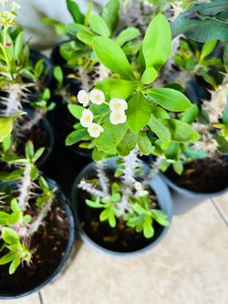 Plants for sale 10 each